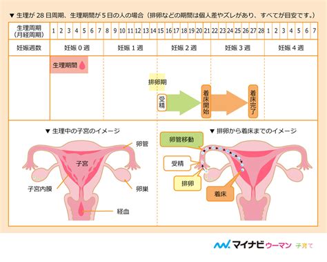 【医師監修】妊娠中の性行為｜いつまでできる？行う 